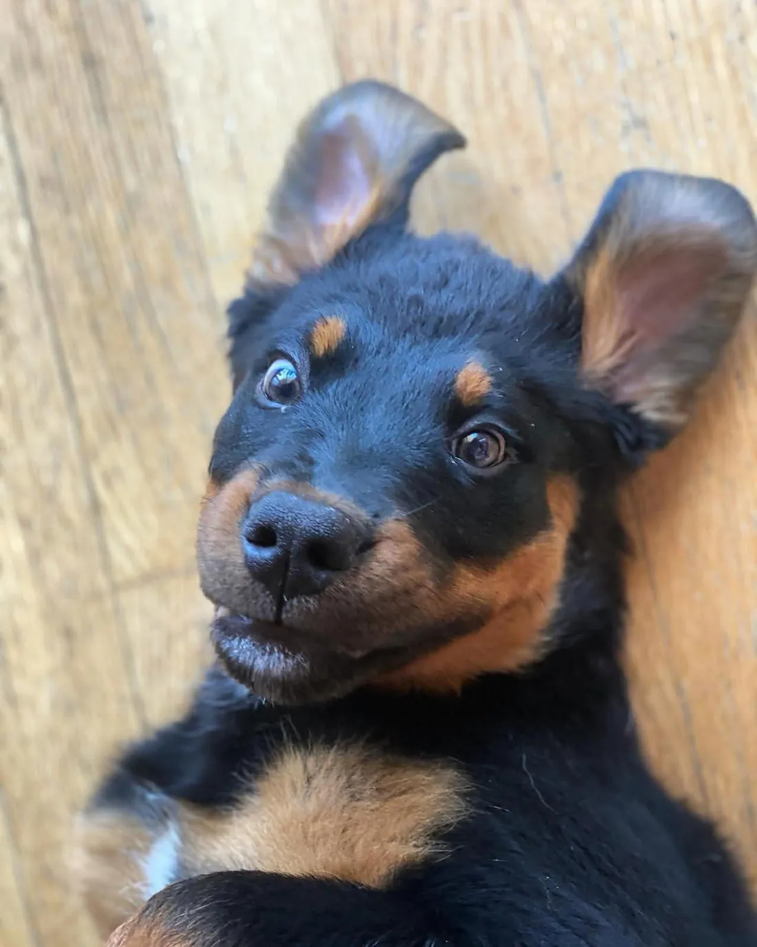 Rottweiler-Welpe liegt entspannt auf dem Rücken